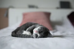 «Хочу с тобой спать»: почему кошки стремятся в постель к хозяину