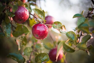 Когда и как поливать плодовые деревья летом: полезные рекомендации дачникам