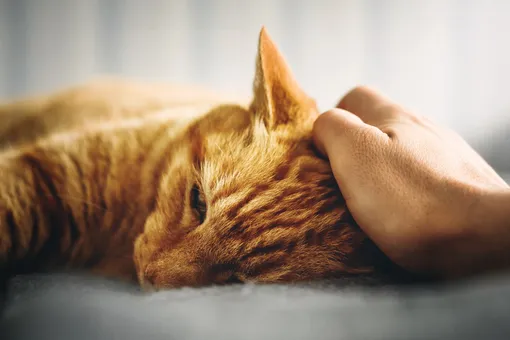«Тихие» убийцы: четыре опасных заболевания у кошек, которые могут развиваться незаметно для хозяина