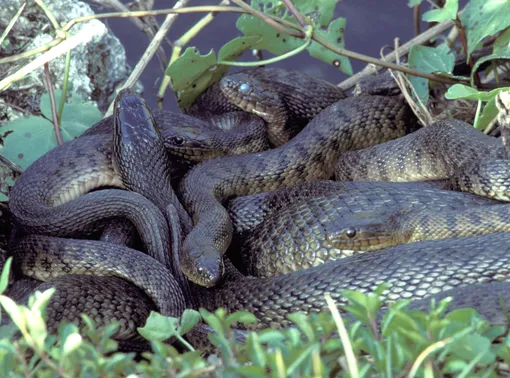 Много змей во сне могут предупреждать о врагах в окружении