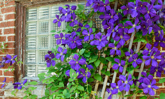 klematis
