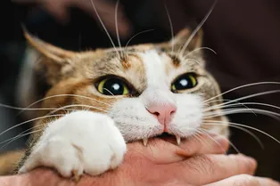 Почему кошка кусает, когда её гладишь? Как отучить ее кусаться