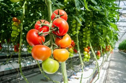 Детерминантные томаты ограничены в росте