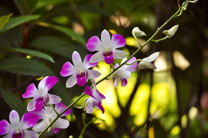почему не цветет орхидея фаленопсис