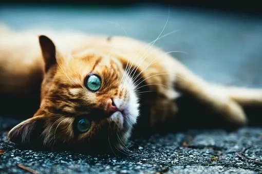 Котики в опасности: ученые выяснили, какие животные восприимчивы к вирусу