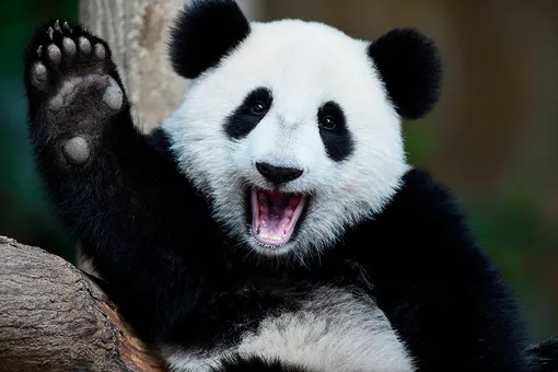 Она пыталась! Крошки-панды не дают работнице зоопарка собрать листья (видео)