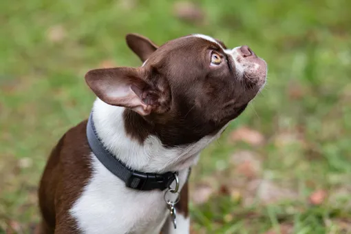 Бостон-терьер, самые умные маленькие породы собак