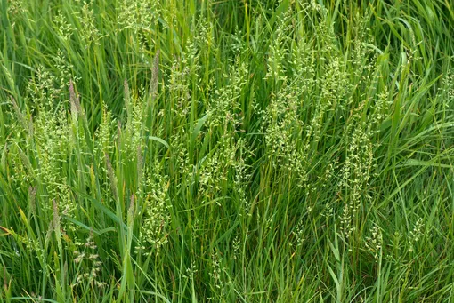 Декоративная трава — мятлик луговой