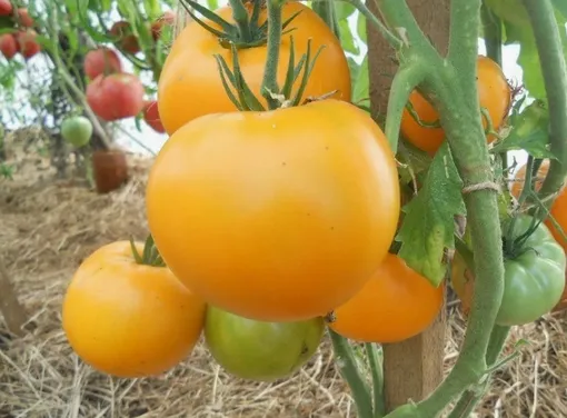 Крупноплодный томат Хурма