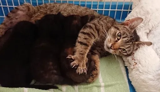 Кошка оказалась даже слишком беспокойной мамой