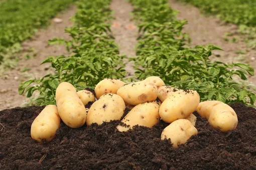 Использование химикатов для лечения парши картофеля