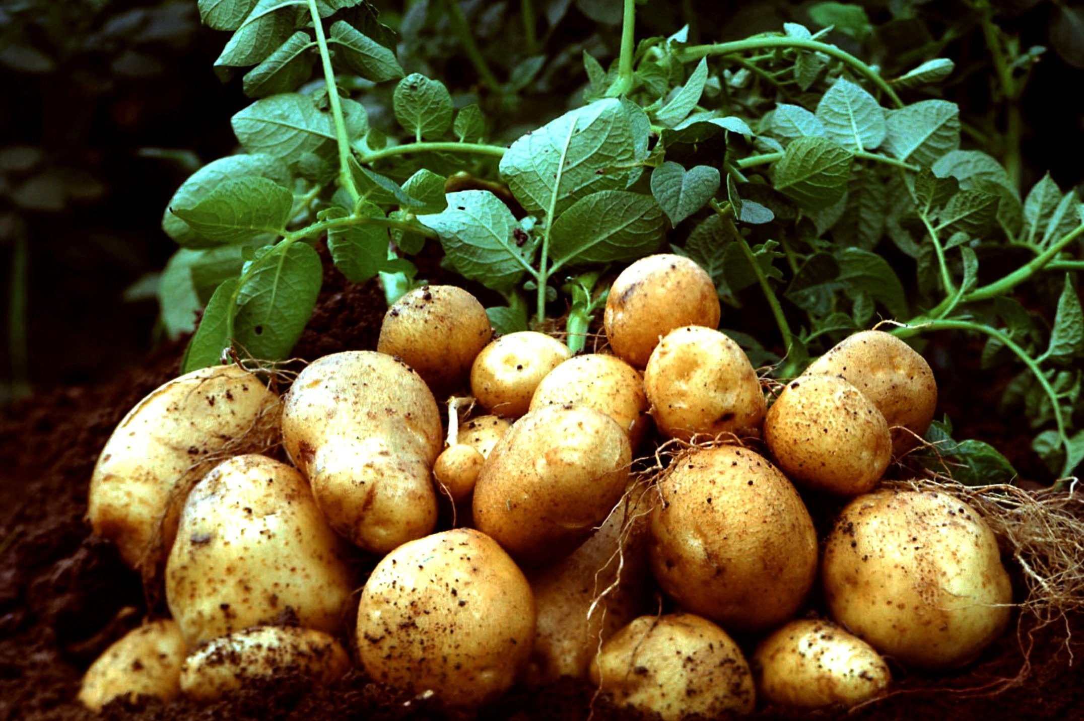 Высокая ботва у картофеля: причины большой ботвы и что делать