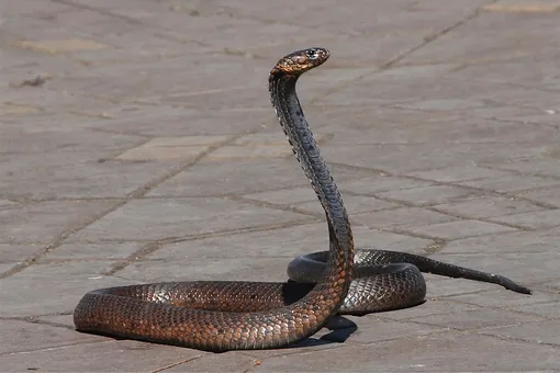 В Индии заклинательница змей вымогала деньги у людей, угрожая коброй