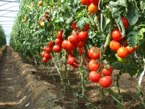 Подготовка почвы и грядки в теплице для томатов