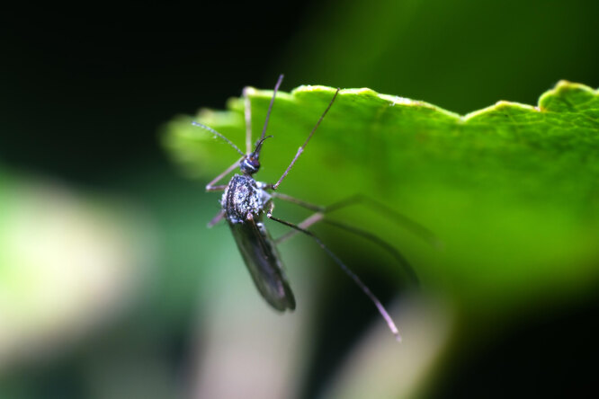 Для того, чтобы получить порцию крови, комариха выделяет слюну при укусе, именно она вызывает аллергию при укусе