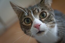 Что такое идиопатический цистит у кошек: симптомы и причины