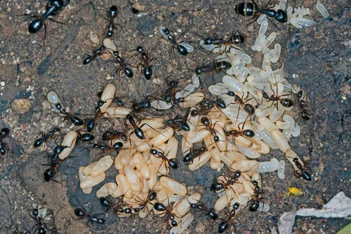 Многие дачники для борьбы с муравьями используют народные средства