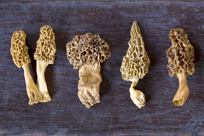 Как готовить самые вкусные грибы весны — сморчки и строчки?
