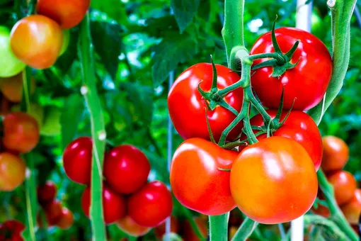 Как ухаживать за помидорами в августе, чтобы собирать их в октябре: 5 важных советов