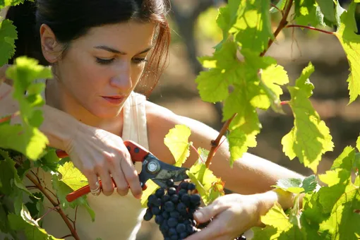 Летняя обрезка винограда: пошаговая инструкция