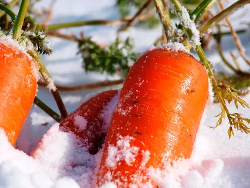 Как правильно хранить урожай моркови на грядке зимой