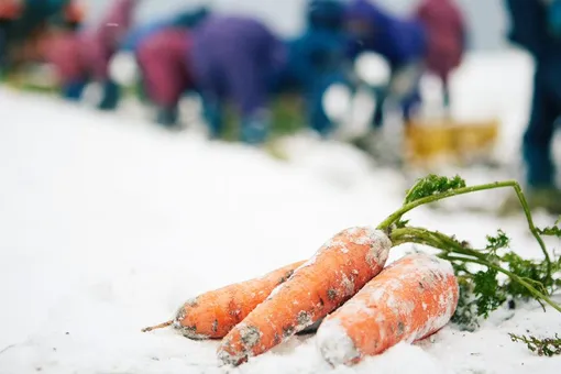 Рекомендации по хранению моркови на грядке зимой