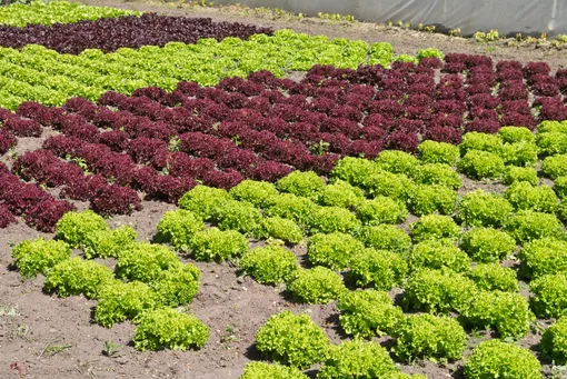 Уход за салатом — кажется, простая, но при этом необходимая для получения хорошего урожая работа