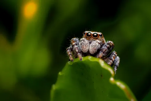 паук — Чем клещ отличается от паука, как понять, опасно ли насекомое: признаки клеща с фото