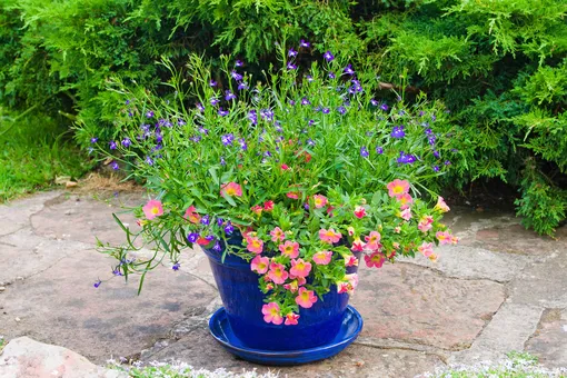 Контейнерное цветоводство: какие растения посадить в горшки, чтобы они украшали сад всё лето