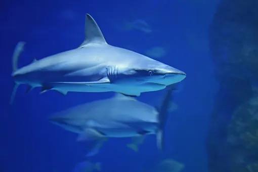 «Заклинательница акул»: дайверка голыми руками достает крючки из пасти хищников