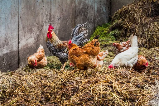 4 отличных способа использования куриного помёта в огороде