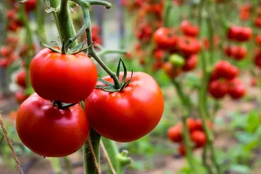 Как получить созревшие и вкусные помидоры