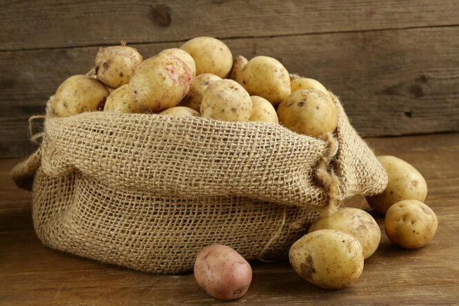Когда выкапывать картофель на хранение в 2023 году