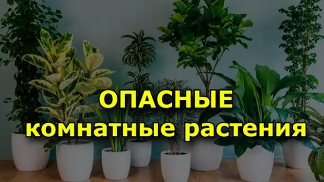 Ядовитые комнатные цветы фото Токсичные комнатные растения, которые могут убить даже человека