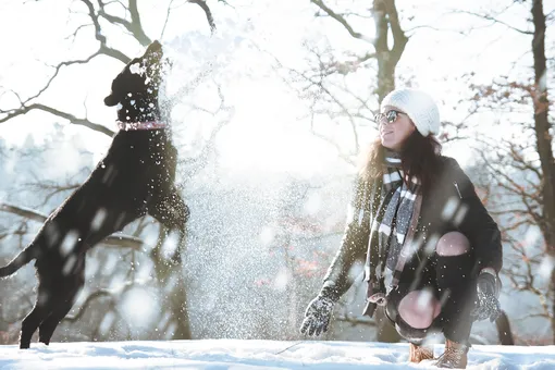 Собаки на зимней прогулке фото