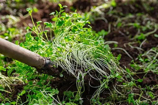 «Зелёные удобрения»: какие сидераты сеять осенью на зиму