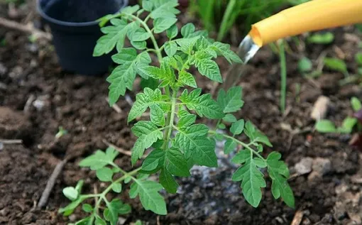 Полив раствора борной кислоты под корневую систему томатов нужен, когда наблюдается явный недостаток бора