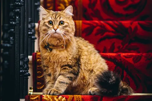 Кошку с королевским именем навсегда поселили в номере стоимостью 3,8 млн в сутки