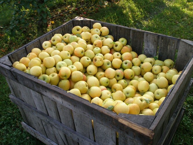 Как сохранить яблоки свежими до весны