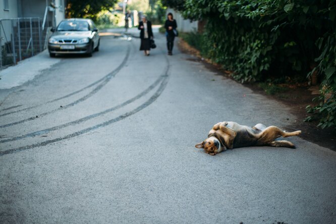 Работник приюта остановил машину, чтобы убрать с дороги мертвую собаку, но случилось чудо