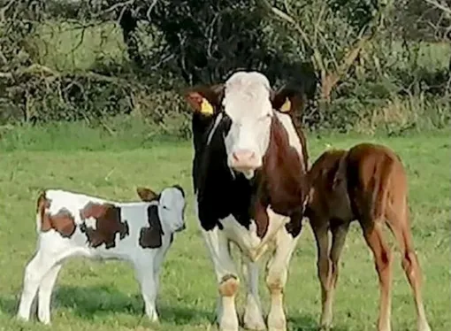 корова, теленок, жеребенок