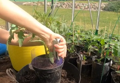 Наращивание бортиков горшков с помидорами