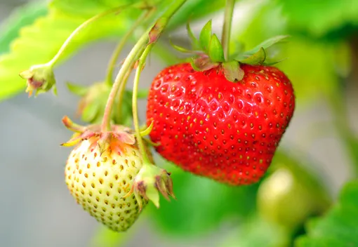 У сорта клубники Елизавета II ягоды сахаристые и сочные
