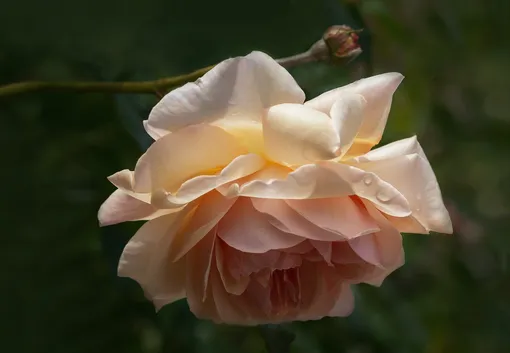 Нежная роза «Эмили Бронте», несмотря на компактный куст очень обильно цветет.