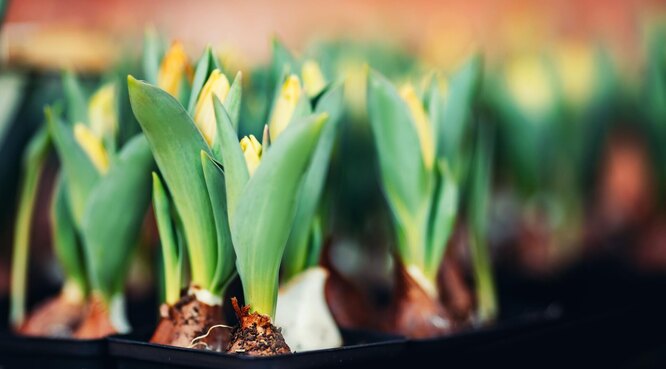 Optimální podmínky pro pěstování tulipánů doma