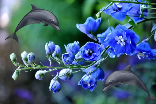 Цветочные легенды: дельфиниум – символ июля