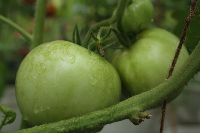 Специалисты Россельхозцентра рекомендуют для предотвращения заболевания томатов фузариозом замачивать семена перед посевом