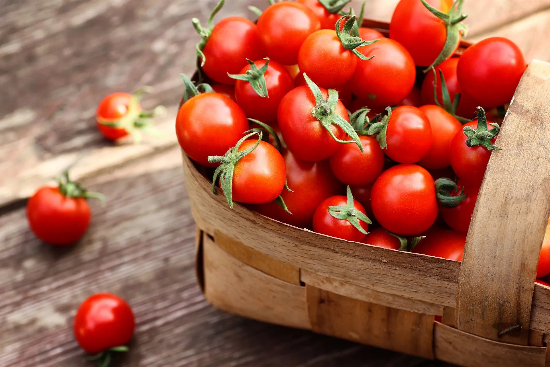 Being a tomato. помидор. томат голиаф. помидоры свежесть. Being a tomato.