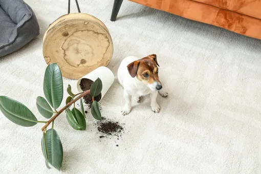 Собака перевернула горшок с растением