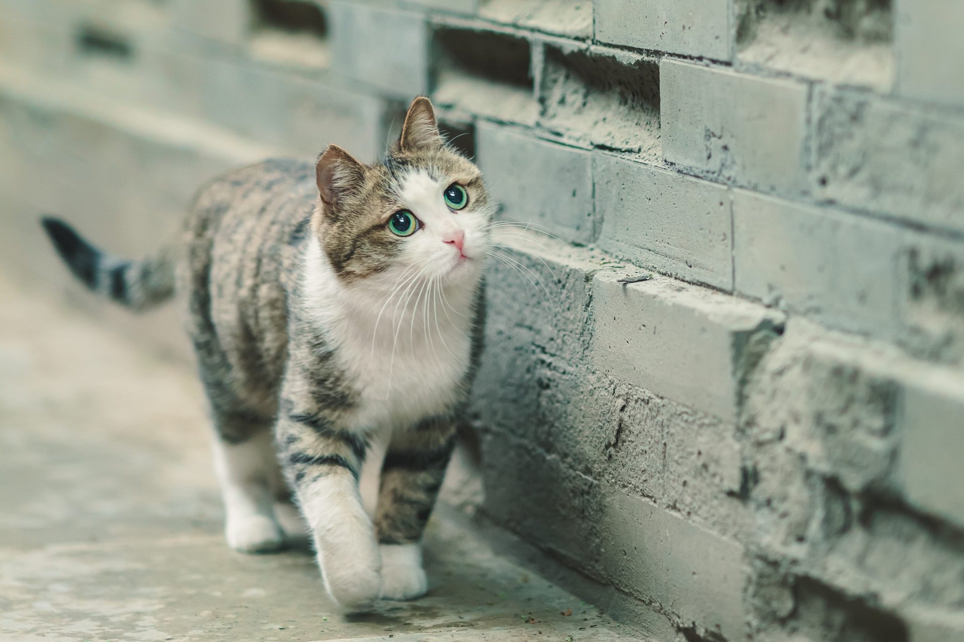 Почему кошки уходят из дома: приметы, суеверия и логическое объяснение